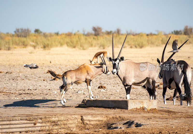 纳米比亚埃托沙国家公园Ozonjuitji M'Bari水潭的Gemsbok。